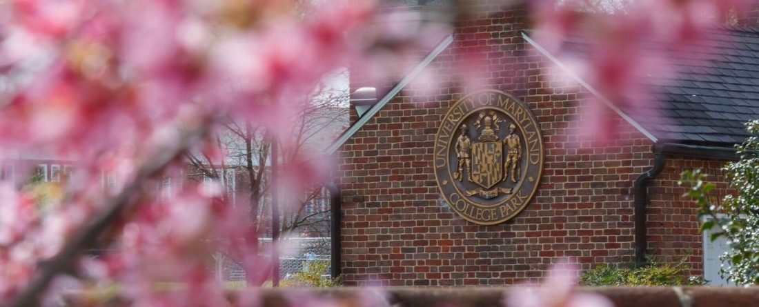 image of cherry blossoms on campus